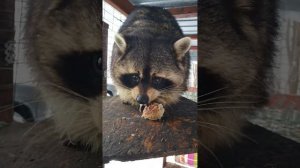 Что ест енот? Простейшие блюда для холостяка Дюка