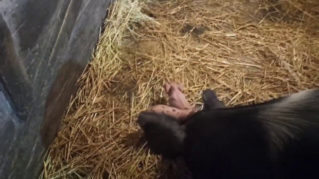 В хозяйстве не без потерь. Последствия бури. Самостоятельный хряк. Ночью у поросят. 13 июля 2021 г. смотреть онлайн