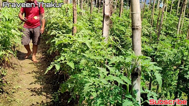 Isabion | Syngenta isabion | best tonic for plants | Amino acids |  Praveen Thakur
