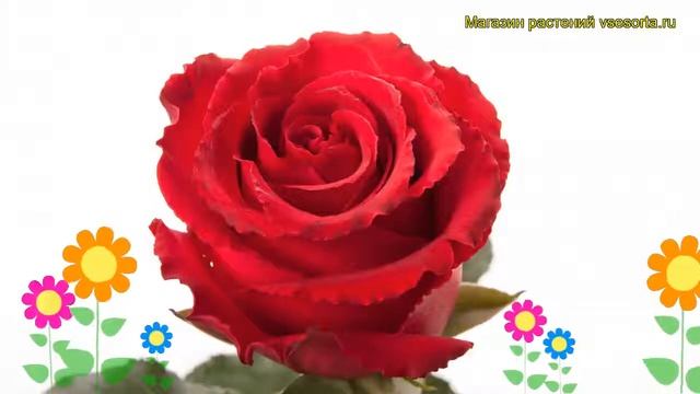 Роза чайно-гибридная Лотус. Краткий обзор, описание характеристик, где купить Lotus смотреть онлайн