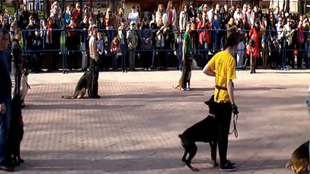 Общее выступление (6 собак) 1 мая 2013, парк им.Жилибера смотреть онлайн