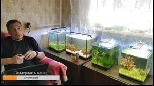 Дополнительные корма для рыб и креветок. Заготовка, приготовление, кормление.