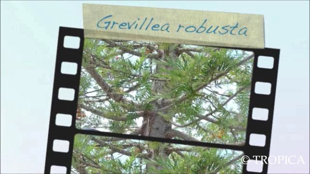 Grevillea robusta 12977 смотреть онлайн