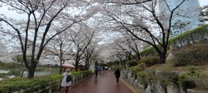Корея-2024. Сеул. Цветение вишни в Songpa Naru Park