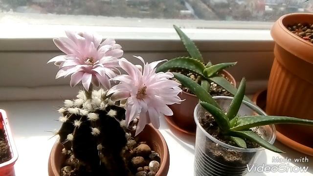 ? Кактус Гимнокалициум Уход./Цветы распустились!!! смотреть онлайн