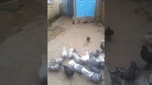 Бакинские голуби мраморные широкохвостые.