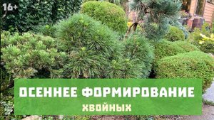 Осеннее формирование хвойных | Подготовка к зиме