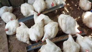 На такой мешанке бройлеры растут очень быстро. Делаю полуфабрикаты для кормления бройлера.