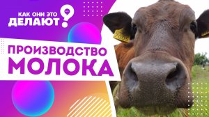 Как производят молоко ? / Как они это делают