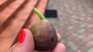 Инжир Bornholm (Борнхольм) в контейнере, октябрь , Киевская обл