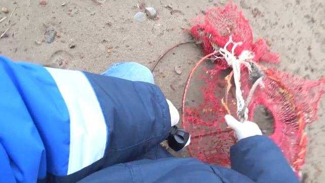 о. Сахалин. собираю морскую капусту. морские звёзды