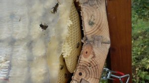 Средне русские пчелы в колоде, 65 й день  Проверка готовности к зимовке