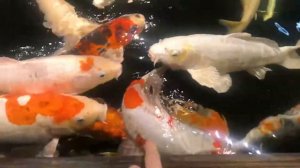 GERMANY VLOG: интересные факты, немецкий зоомагазин и вкусняхи