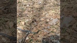 Гадюка или уж, как различить?