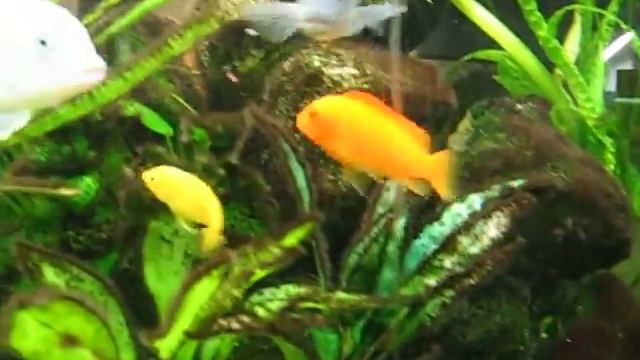 Зебры красные, Аулонокара Розе, смотреть онлайн