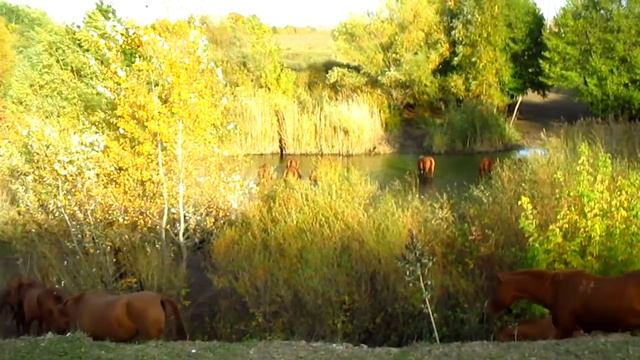 Казачий конный завод 2016 смотреть онлайн