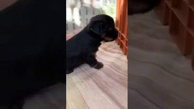 Черный йорк с подпалом. Мальчик 1,5 месяца
