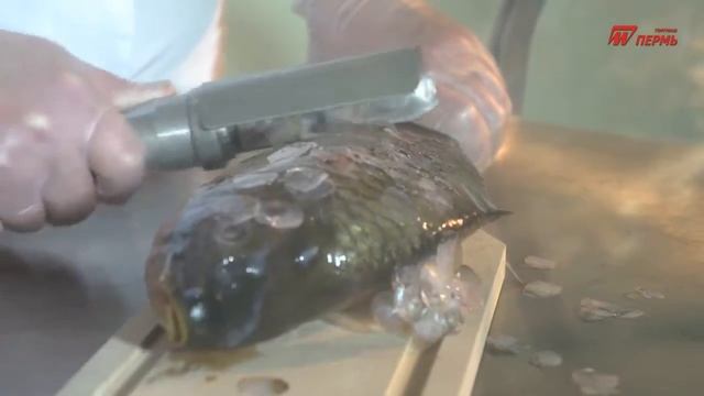 Рыбоочистительная машина (рыбочистка) РЧ-30М смотреть онлайн