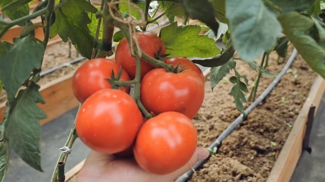 ДВА ИДЕАЛЬНЫХ ТОМАТА