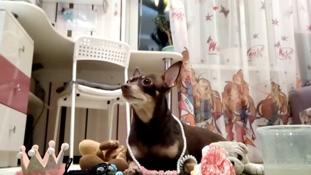 Собачья жизнь \ Чихуахуа в салоне красоты^°^