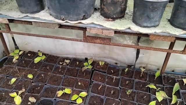 Осеннее укоренение гортензий крупнолистных результат 27 декабря смотреть онлайн