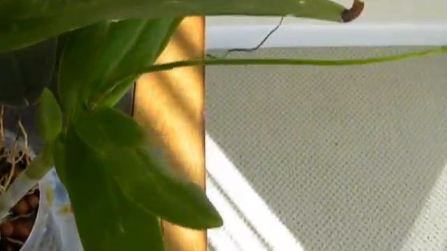 Phal Dendrobium : More Spikes! смотреть онлайн