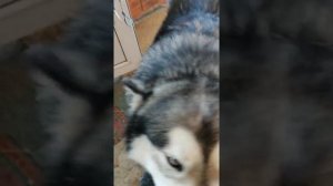 Аляскинский маламут 🐽 Арчи-Норман Айварис🐶 Свои игрушки никому никогда не отдаст))))