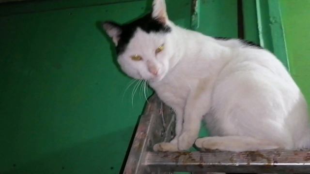 ШЛАКОЗАЛИВНАЯ СТЕНА, УКРЕПЛЕНИЕ БЕТОНОКОНТАКТОМ И ГРУНТОВКОЙ ПОД ДАЛЬНЕЮШУЮ ШТУКАТУРКУ. смотреть онлайн