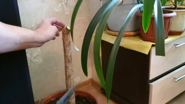 Драцена переросток. смотреть онлайн