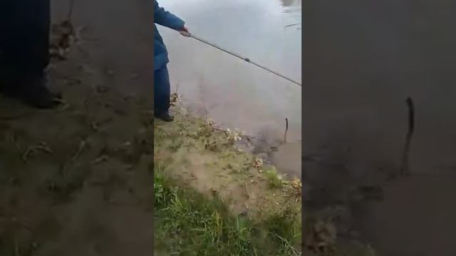 Пруд в Шапкино. Улов 6 смотреть онлайн