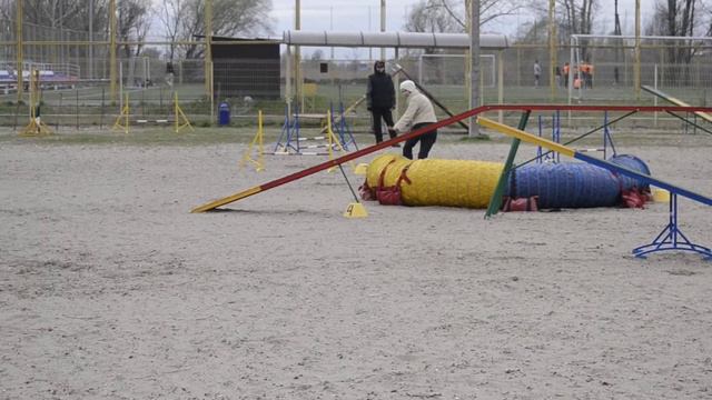 Аджилити 12.04.2014 трасса А3 цвергпинчер ЧК Солди Д'Ардженто смотреть онлайн
