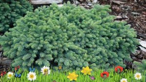 Ель колючая (waldbrunn) ? Обзор: посадка и уход. крупномеры ели : описание и особенности