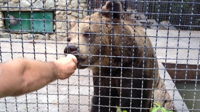 Ялтинский зоопарк 3 смотреть онлайн