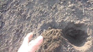 ЧЕРНОЗЕМ -  ЭТО БОГАТЫЙ УРОЖАЙ! Ольга Чернова.