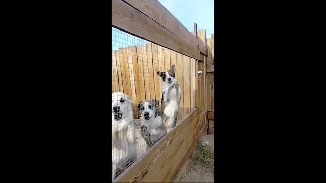 Приют АНАНДА. Немного о наших жителях