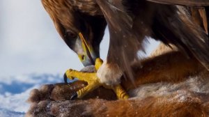 Беркут  в деле. Он способен разрывать...