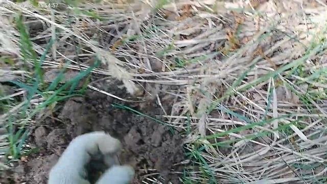 Поиск с металлоискателем в лесу