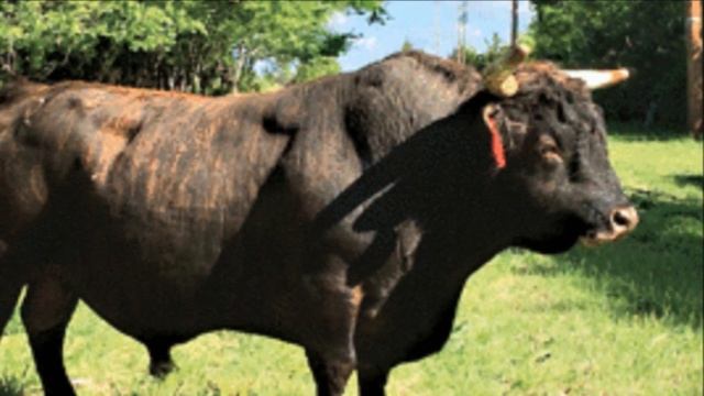 Доращивание и Откорм Бычков на Барде | Мясное скотоводство | Откорм крупного рогатого скота | КРС смотреть онлайн