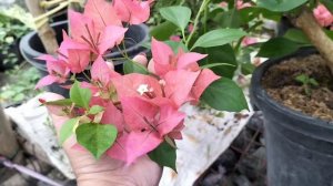 GOLDEN PEDRO BAMBINO: RARE BOUGAINVILLEA VARIETY