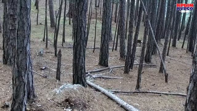 Ялта каждый день. Грушевая поляна - 24.11.2016 смотреть онлайн