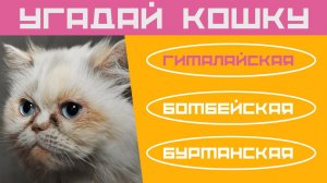 Кошки  Тест на знание пород кошек  Домашние кошки #тест #кошки