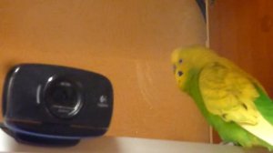 ВЕЧЕРНЕЕ ПЕНИЕ ПОПУГАЯ ТОШИ//НЕОБЫЧНОЕ ПЕНИЕ ВОЛНИСТОГО ПОПУГАЯ//ПЕНИЕ ПТИЦ//зеленый попугайчик TV