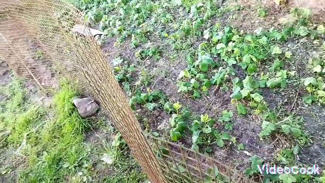 Мороз в мае,а что будет после?#пучковалюдмила#жизньвбеловежскойпуще#погода#погодавбеларуси смотреть онлайн