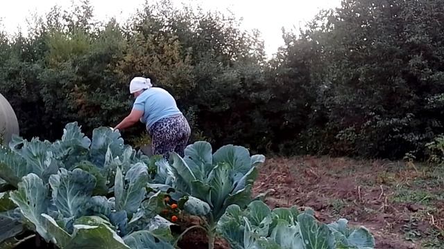 Все еще пытаюсь вырастить капусту. Замачиваю шашлыки.