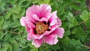 Древовидный пион 17.05.2020