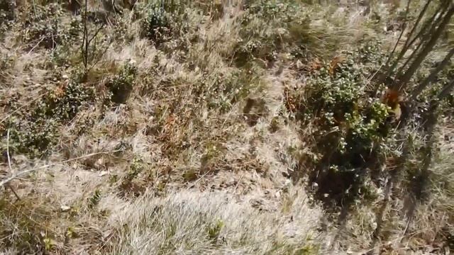 ✿ Весенний лес ✿ солнечная прогулка по лесным тропам смотреть онлайн