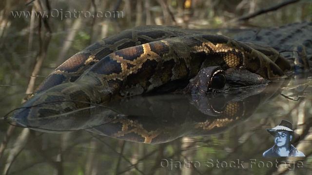Alligator Attacks Python Time Lapse 01 смотреть онлайн