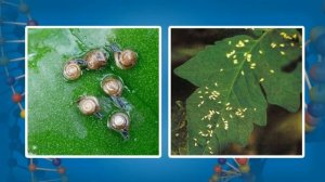 Взаимодействие организма и среды Экосистемы Биогеоценозы Видеоурок по биологи