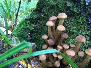 Деликатес осени Опята.Сбор опят осенью в смешенном лесу.