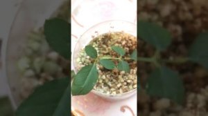 Черенкование пасынков роз, результат!